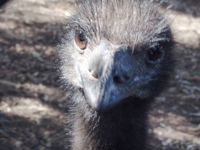 Emu too close up