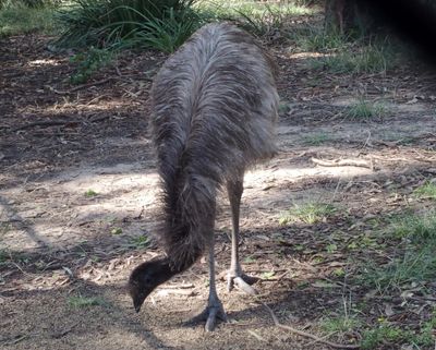 Emu tidying up the enclosure