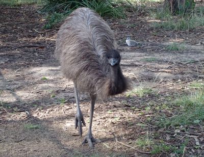 Emu approaching