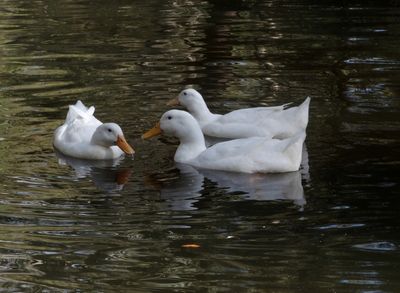 Three very white ducks