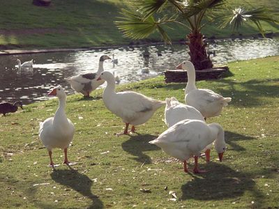 Roma ducks, except that they are mainly geese