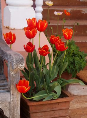 Tulips beside the front entrance