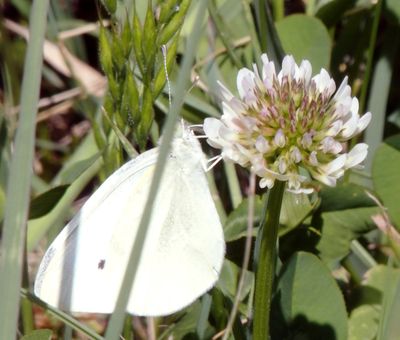 Butterfly on clover