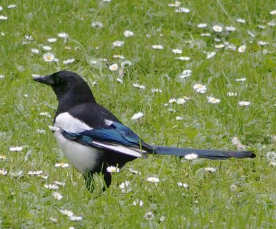 Eurasian Magpie, Scotland