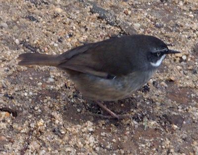 White-browed scrubwren, New South Wales
