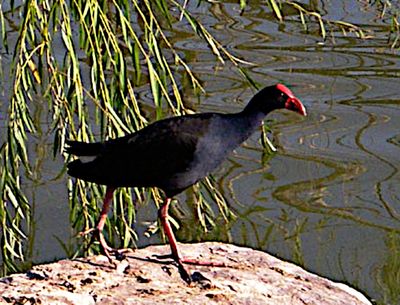 Australasian Swamphen, Sydney