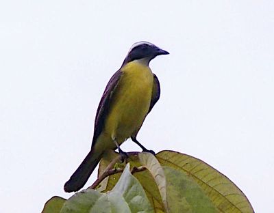 Three-striped flycatcher, Ecuador