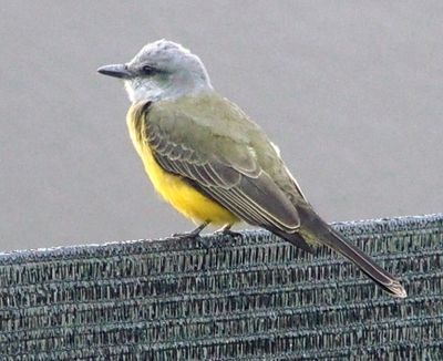 White-throated kingbird, Ecuador