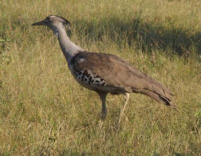 Birds I have met – one picture of each