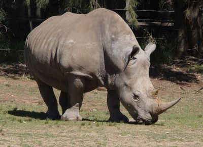 White Rhino