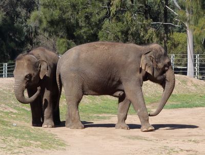 Elephants waiting
