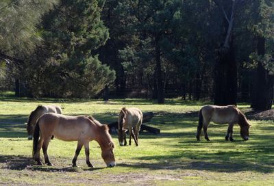 Western Plains Zoo, Dubbo