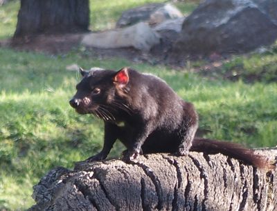Tasmanian Devil