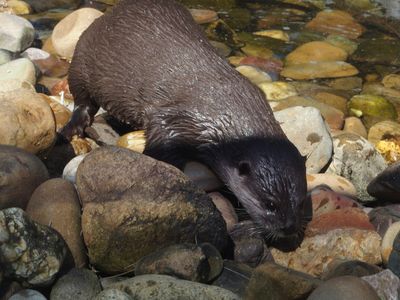 Small-clawed otter