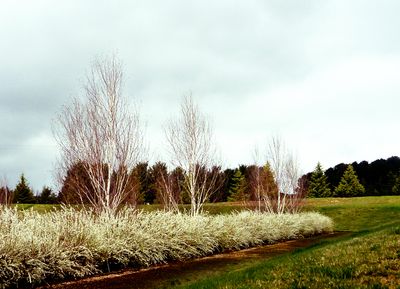 Walk to the Water Gardens