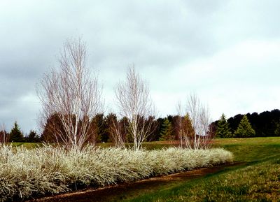Walk to the Water Gardens