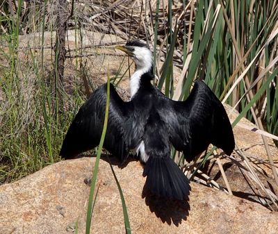 Shag
