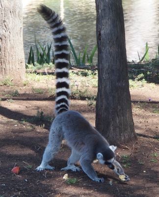 Lemur