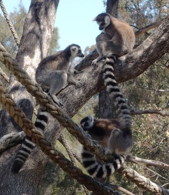 Western Plains Zoo, Dubbo