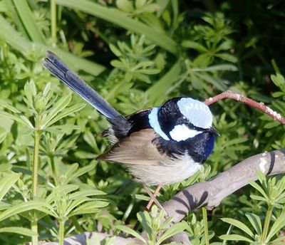 Fairy wren