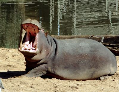 Hippo yawn