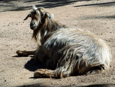 Hairy Goat