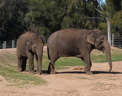 Two elephants