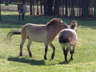 Two Przewalski's horses