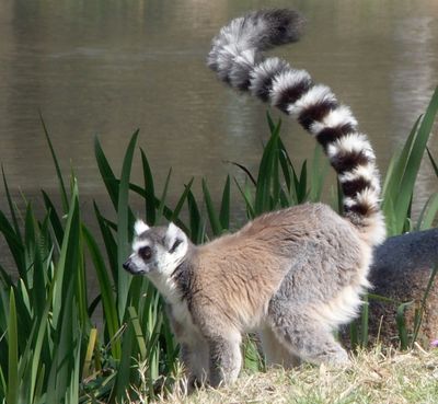 Ring-tailed lemur