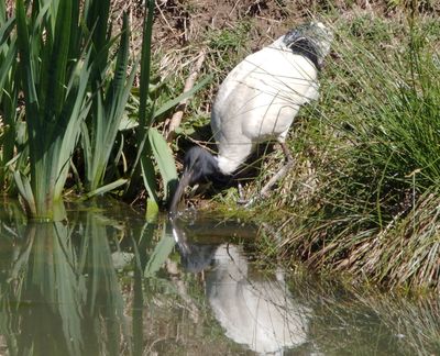Ibis