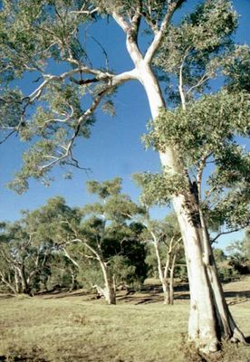 Best tree west of Alice Springs