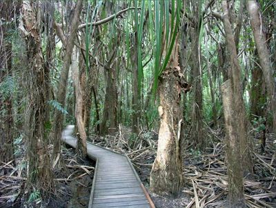 Boardwalk through a swamp