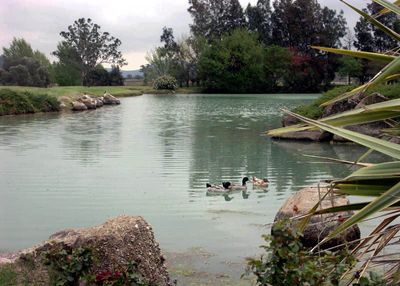 Winery Ducks on Ornamental Lake