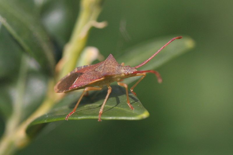 Gonocerus acuteangulatus <br>Box bug<br> Smalle randwants