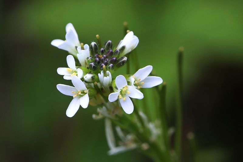 Arabis hirsuta <br>Hairy rock-cress <br>Ruige scheefkelk