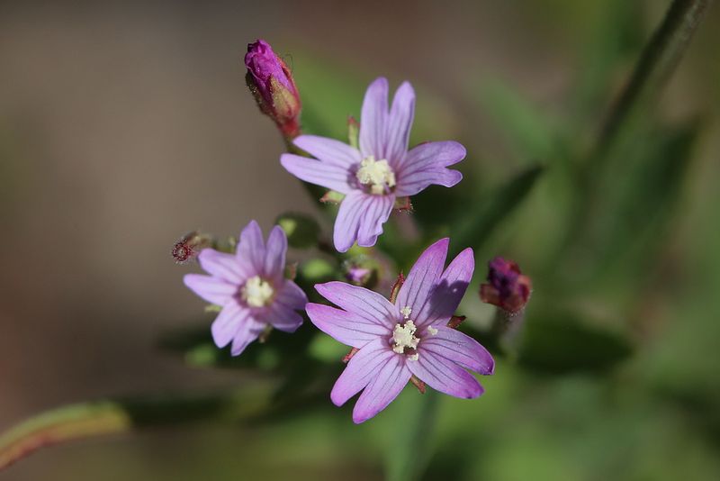 Epilobium tetragonum <br>Square stalked willow herb <br>Kantige basterdwederik