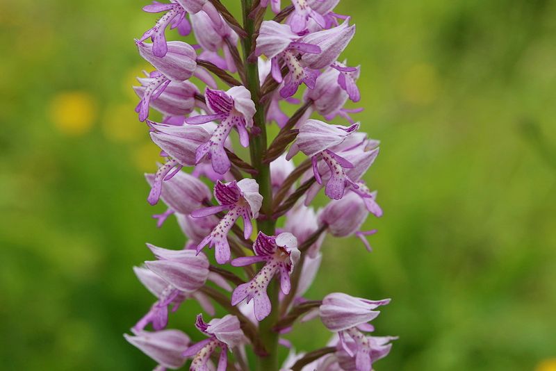 Orchis militaris <br>Military orchid <br>Soldaatje
