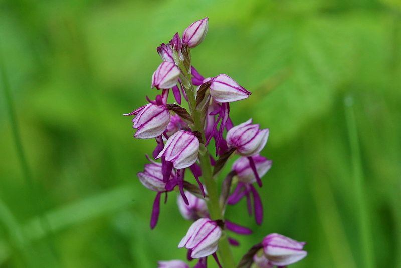 Orchis x spuria (O. antropophora x O. militaris) <br>Poppenorchis x Soldaatje