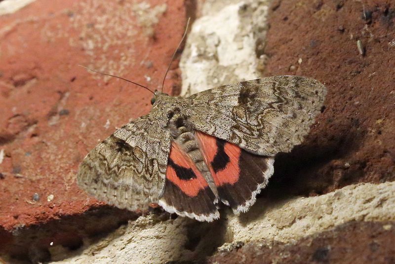 Catocala nupta, Red underwing, Rood weeskind