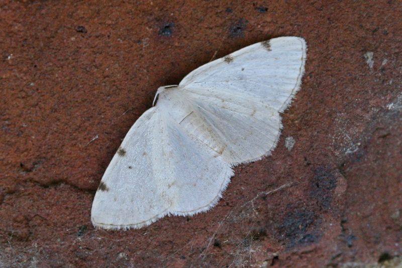 Lomographa bimaculata  <br>White-pinion spotted <br>Tweevlekspanner	