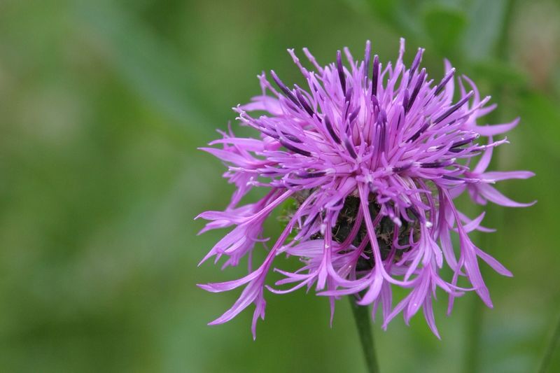 Wild flowers of the Netherlands