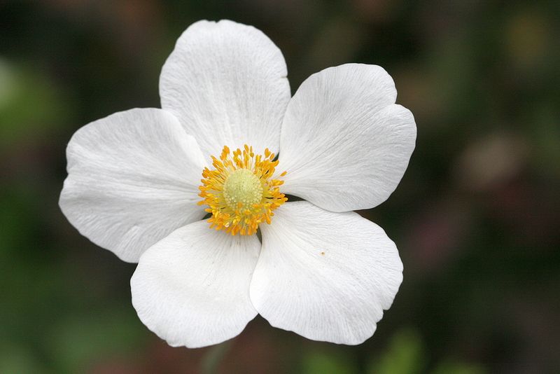 Anemone sylvestris <br>Snowdrop windflower <br>Herfstanemoon