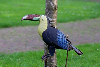 Tin Toy Toucan 