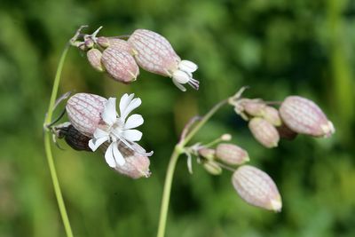 Silene vulgaris Bladder campion Blaassilene