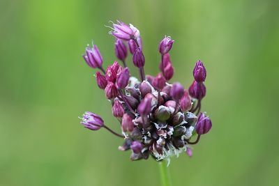 Allium scorodoprasum Sand leek Slangenlook