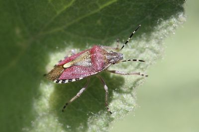 Dolycoris baccarum, Sloe bug, Bessenwants 