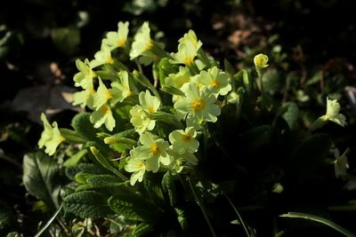 Primula vulgaris Common Primrose Stengelloze sleutelbloem
