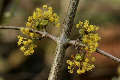 Cornus mas Cornel Gele kornoelje
