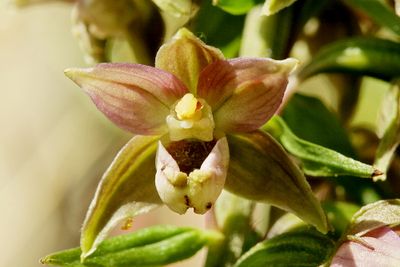 Epipactis helleborine Broad-leaved helleborine Brede wespenorchis
