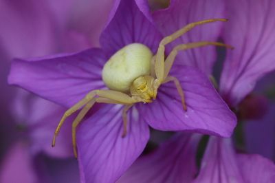 Misumena vatia Goldenrod crab spider Gewone kameleonspin
